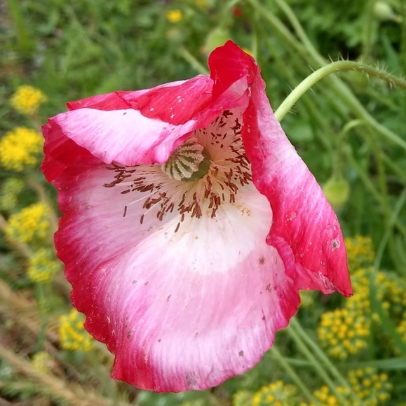 Meet your Posher, Rachel - Picture 1 of 1